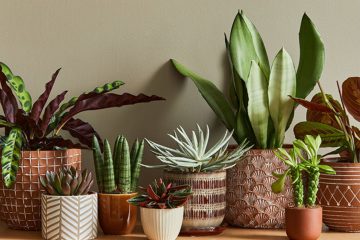 How to Choose the Right Pot for a Plant: A Simple Guide