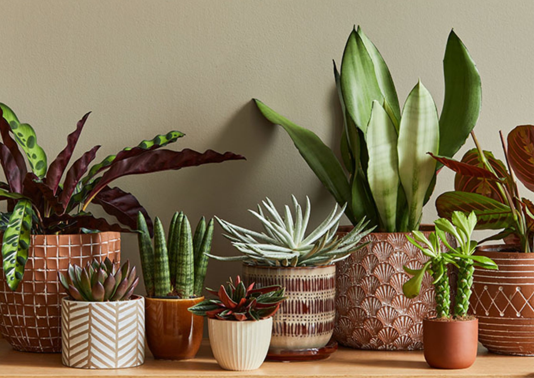 Plant Pot 101: How to Choose the Right Container