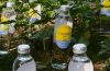 Loonen bottled water in its distinctive glass packaging, highlighting the premium wellness brand’s rise in popularity.