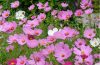 Pink cosmos flowers blooming in a garden near the end of summer with green foliage surrounding the colorful blooms.