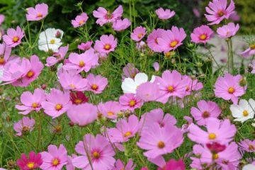 Pink cosmos flowers blooming in a garden near the end of summer with green foliage surrounding the colorful blooms.