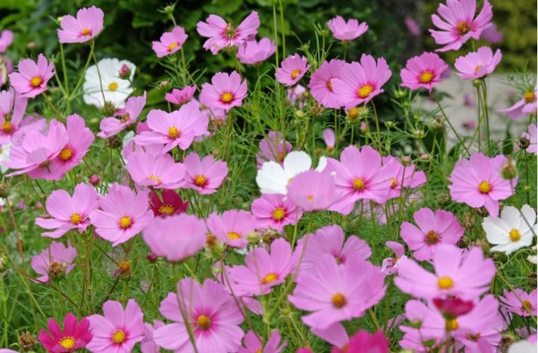 Pink cosmos flowers blooming in a garden near the end of summer with green foliage surrounding the colorful blooms.