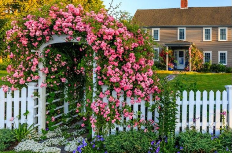 A climbing rose trained along a garden trellis with healthy green canes and late-summer flowers.