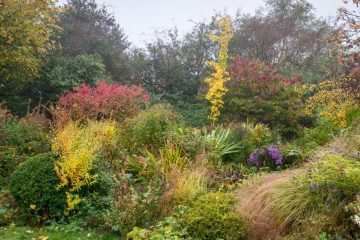 A collection of popular garden plants, including hydrangeas, lavender, and flowering shrubs, grows in a nursery as gardeners consider the best planting season.