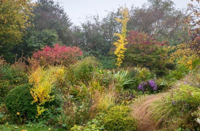 A collection of popular garden plants, including hydrangeas, lavender, and flowering shrubs, grows in a nursery as gardeners consider the best planting season.