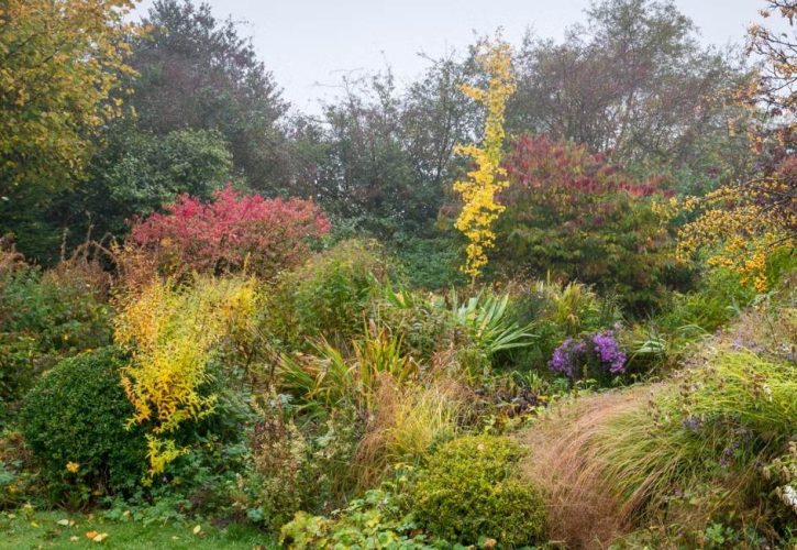 A collection of popular garden plants, including hydrangeas, lavender, and flowering shrubs, grows in a nursery as gardeners consider the best planting season.