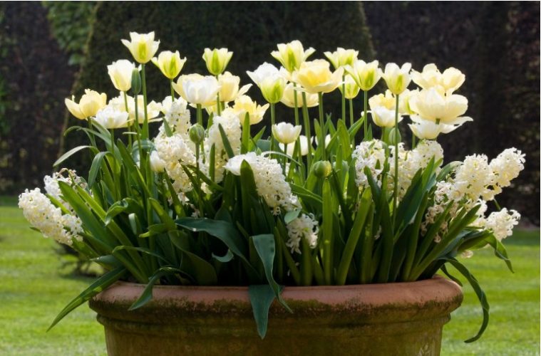 A large garden container is filled with layered spring-flowering bulbs, including tulips, as part of a bulb lasagne planting arrangement.