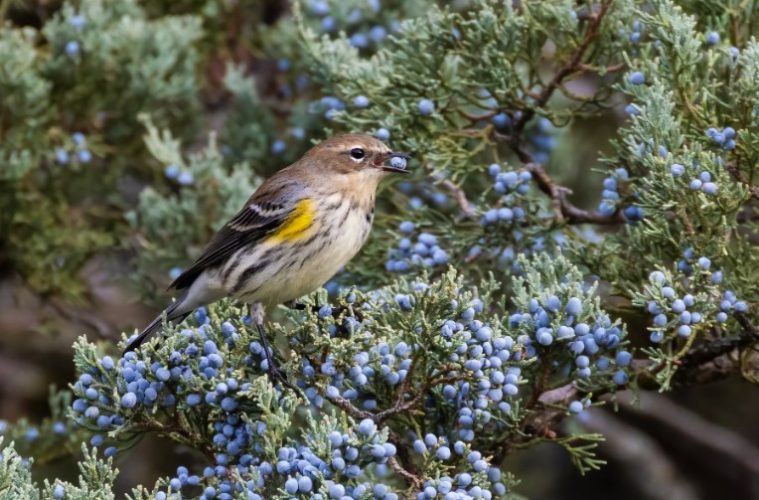 A small songbird feeds among autumn garden plants as a gardener prepares a bird-friendly space for fall migration.