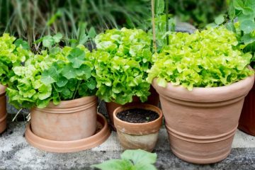 Fresh green lettuce grows in a container garden as a gardener tends the plants during the cooler fall growing season.