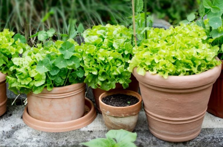 Fresh green lettuce grows in a container garden as a gardener tends the plants during the cooler fall growing season.